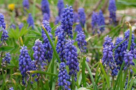 muscari (grape hyacinths)