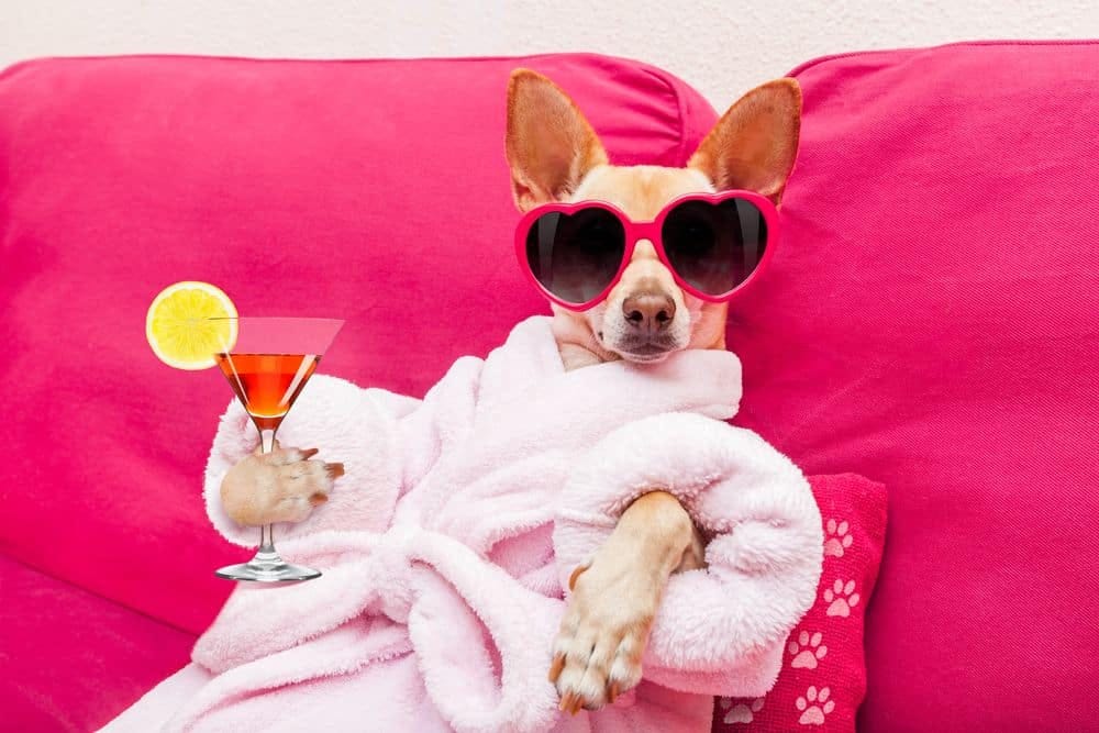 Guide to dog spas and other ways to spoil your dog