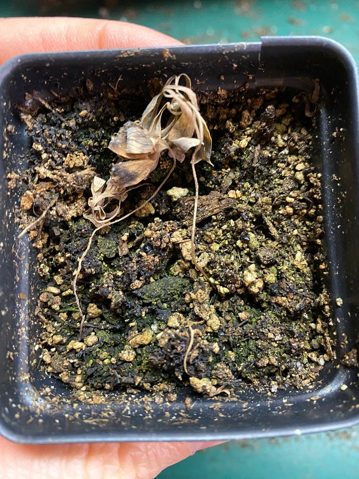 Four photos illustrating what containerized plants will look like when they are ready for chilling.