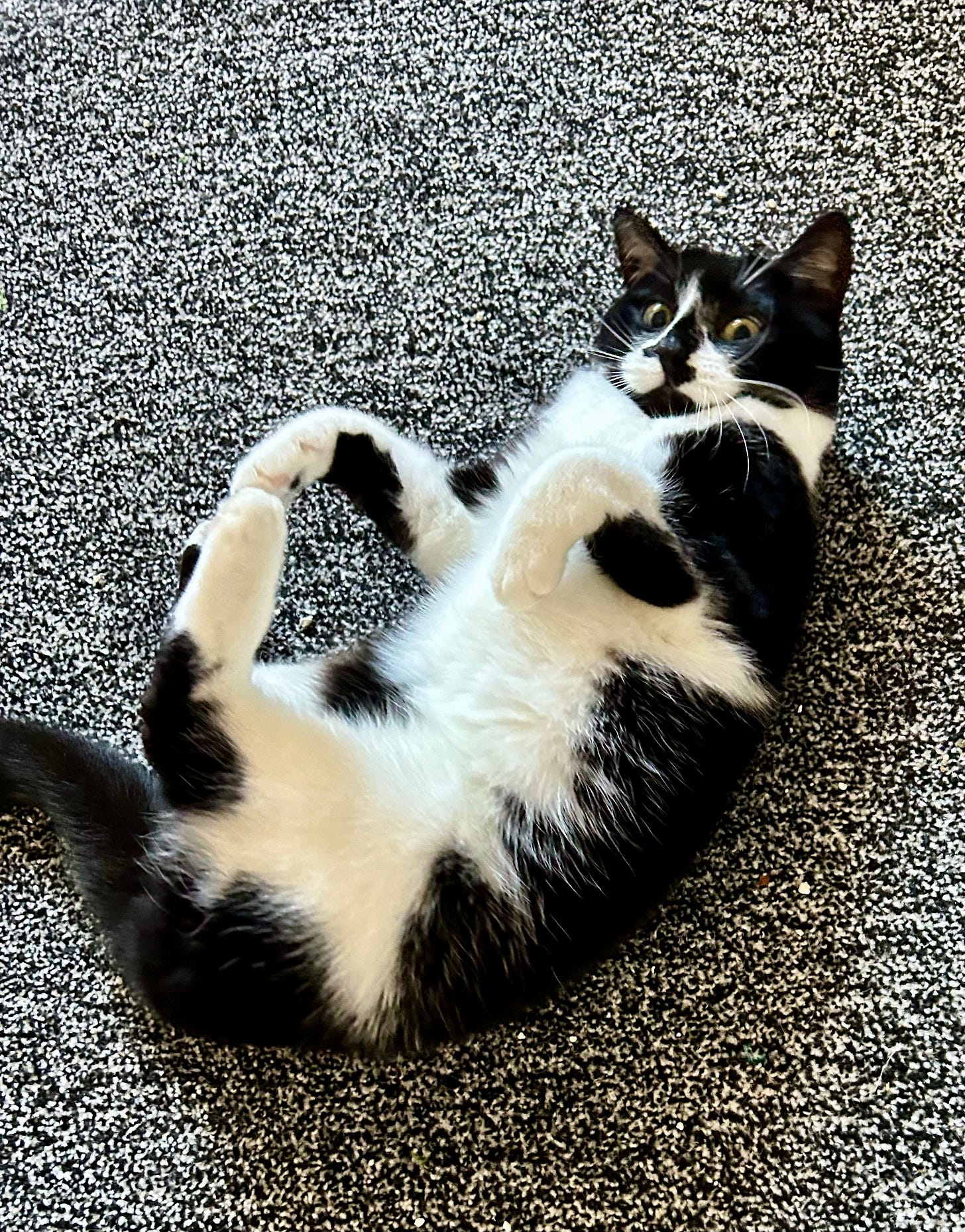 Noodles lying on his back and looking really interested!
