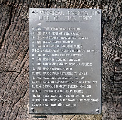 Fort Bragg Redwood Tree
