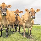 Bek-en-klouseer: Die Impak op Handelsmerke en Voedselveiligheid