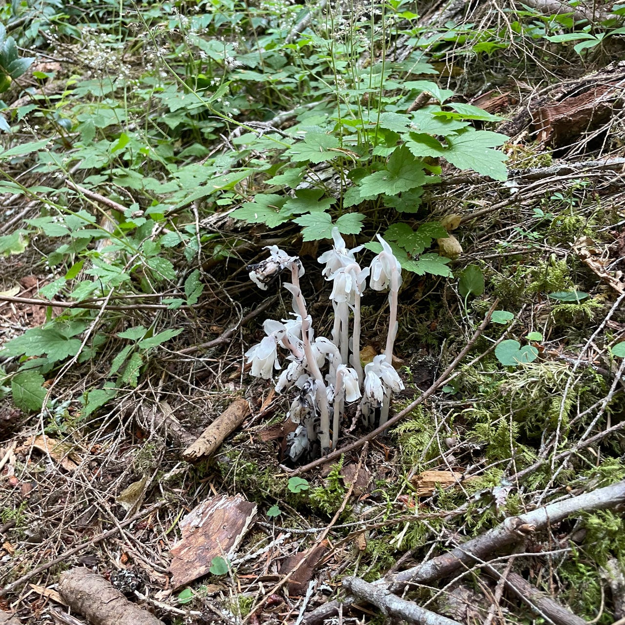 Tree Farm Tuesday: Musings from a Working Forest