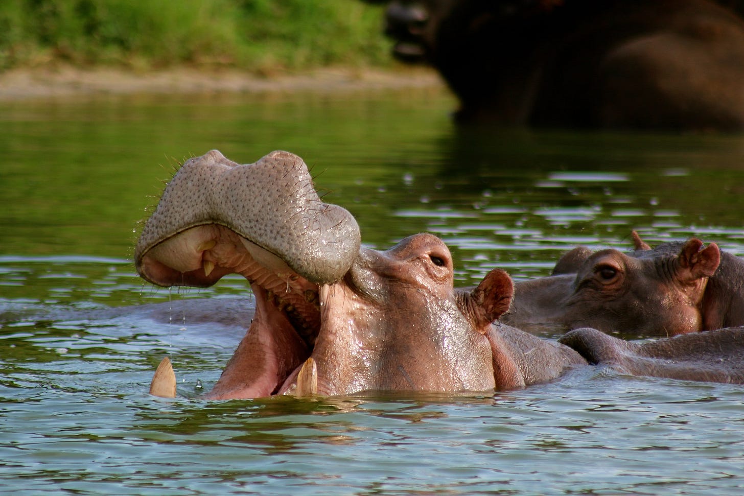 Two hippos in the water at Queen Elizabeth National Park, a CAPA initiative site.