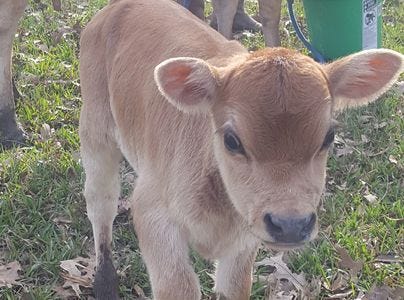 Bulls | Mini Jersey Blessings | Baby animals, Cute baby animals, Mini cows