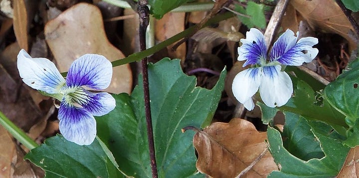 White "Confederate" violets