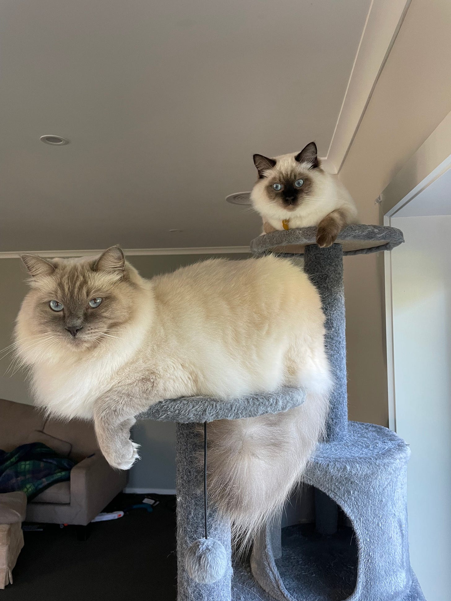 Harry and Toby perched on separate towers of the cat tower, looking ready for action! Harry and Toby perched on separate towers of the cat tower, looking ready for action!