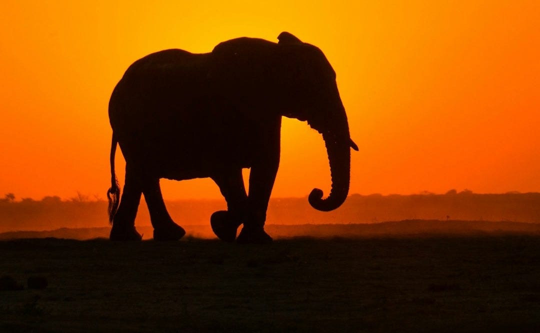 silhouette of elephant walking on brown field during sunset