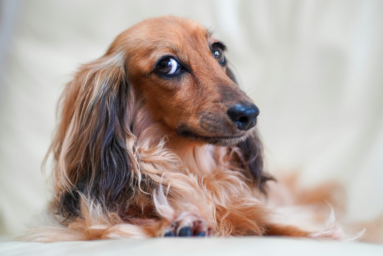 A long-haired buff colored dachshund giving side-eye A long-haired buff colored dachshund giving side-eye