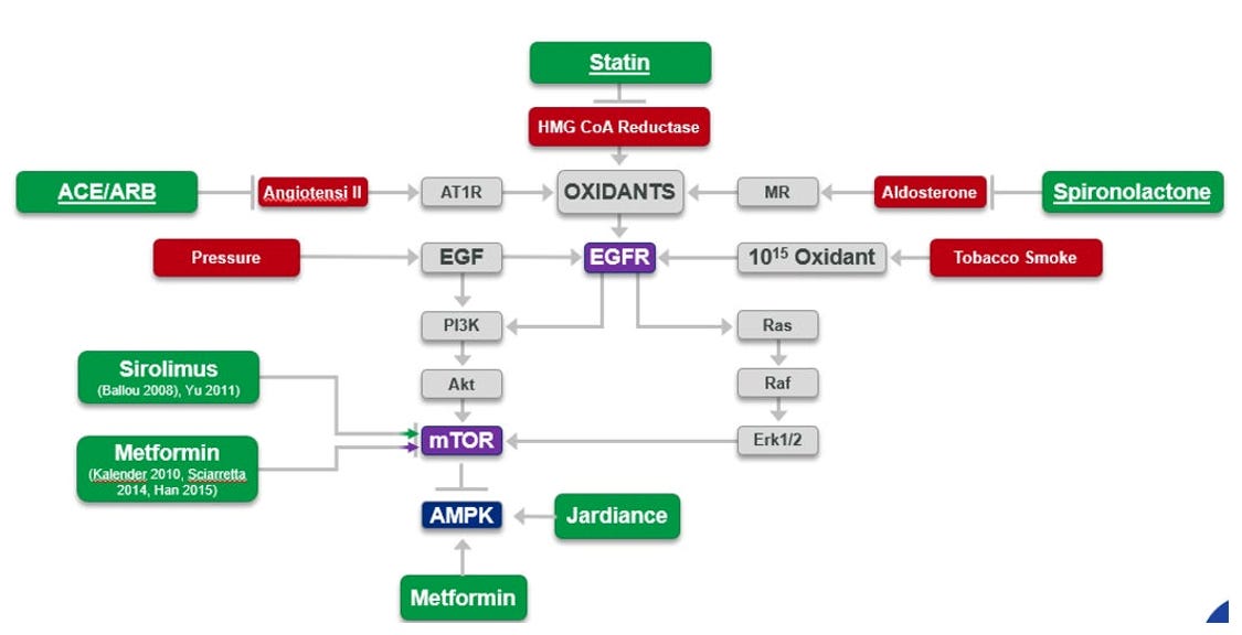 pendulum glp 1 vs ozempic Is GLP-1 the Same as Ozempic?