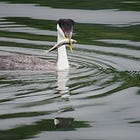 Green Wednesday: Fragrant Roses and Flamboyant Grebes in Napa Valley
