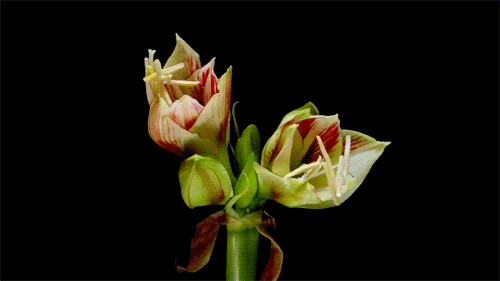 Awesome Flower Blooming Timelapse GIFS! | Kitamura & Reeder | BeautifulNow
