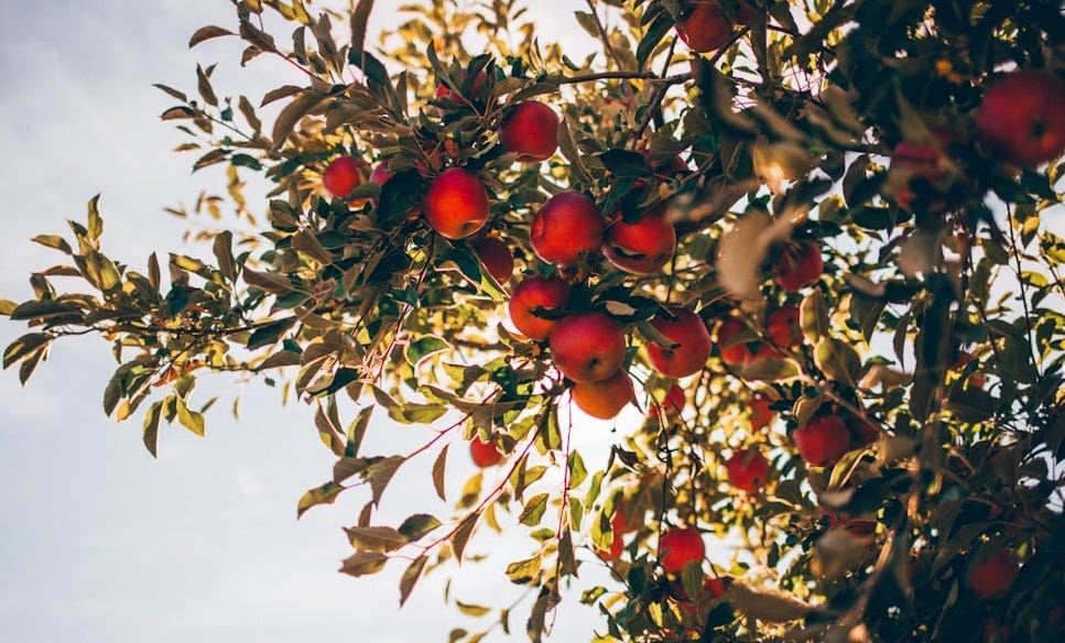 apple tree over sun light and clouds
