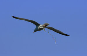 A herring gull (LaruA herring gull (Larus argentatus) excreting waste. https://en.wikipedia.org/wiki/Guano#/media/ CC BY-SA 3.0s argentatus) excreting waste