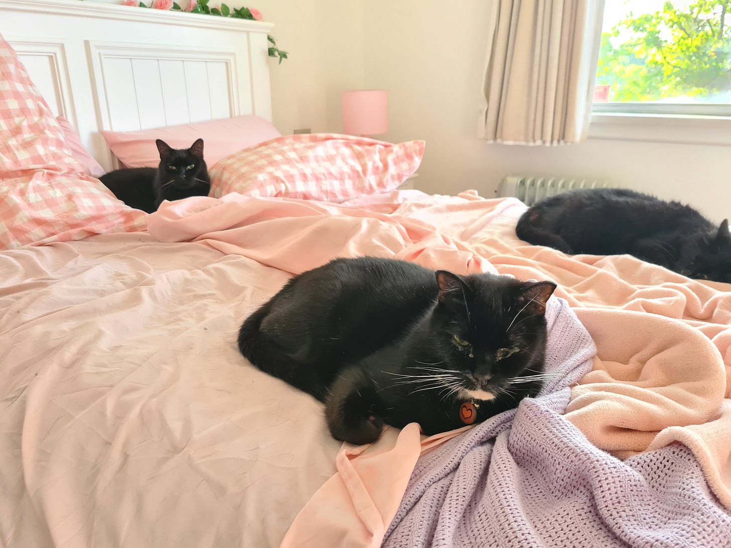 Three black cats spread out on pink sheets