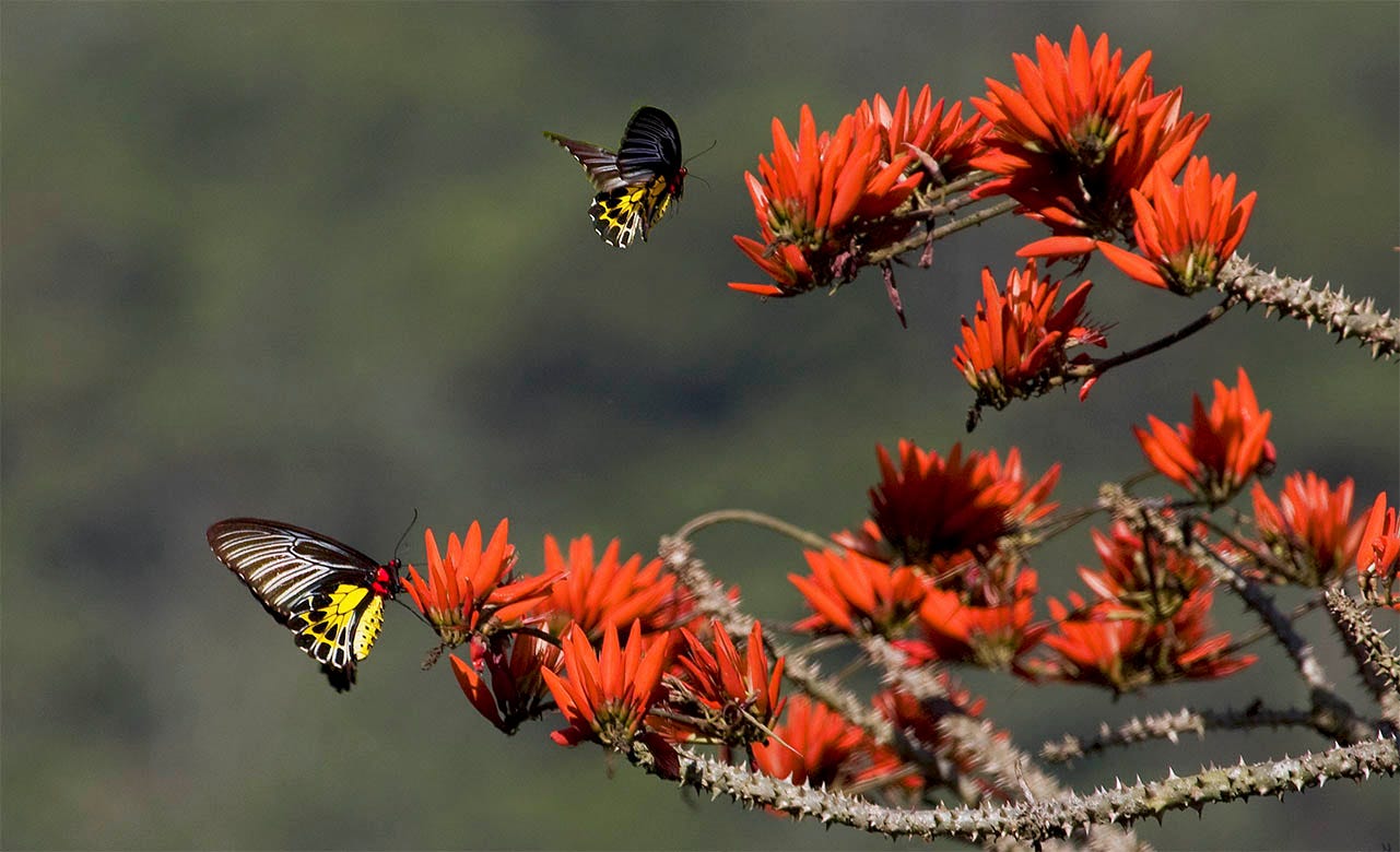 Southern Bird Wing Southern Bird Wing