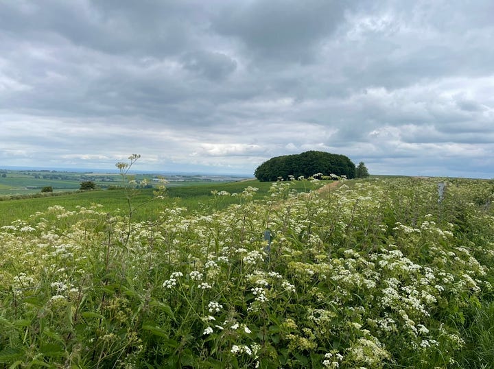 Ridgeway with trees and hotses