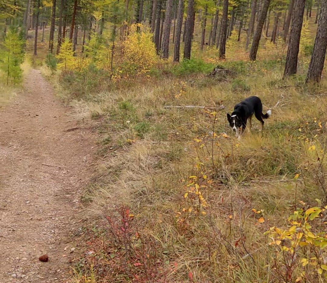 Dog lying in wait by side of trail, with a ponderosa pine cone placed in the trail for someone (me) to find. Dog lying in wait by side of trail, with a ponderosa pine cone placed in the trail for someone (me) to find.