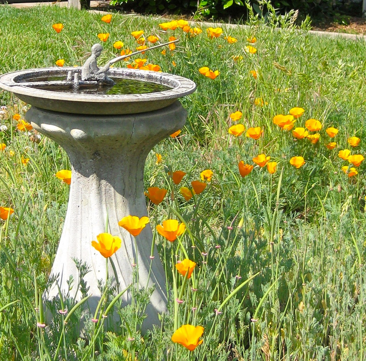 California Poppies