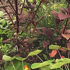 Gardens Come With You...