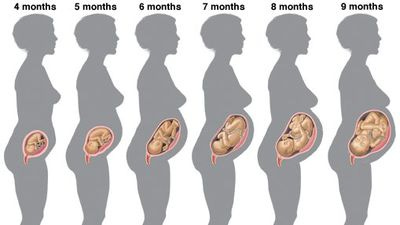Prenatal development - Fetal Growth, Nutrition, Environment | Britannica Prenatal development - Fetal Growth, Nutrition, Environment | Britannica