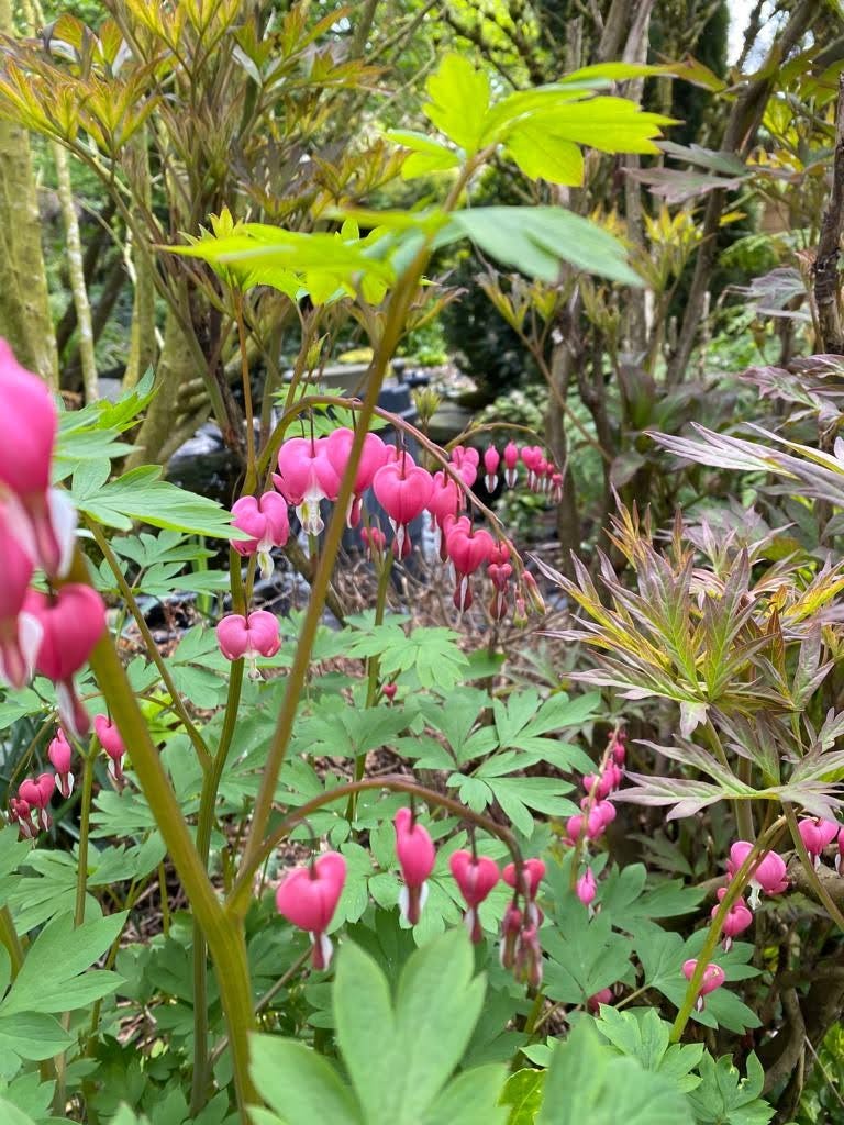 Garden with flowers
