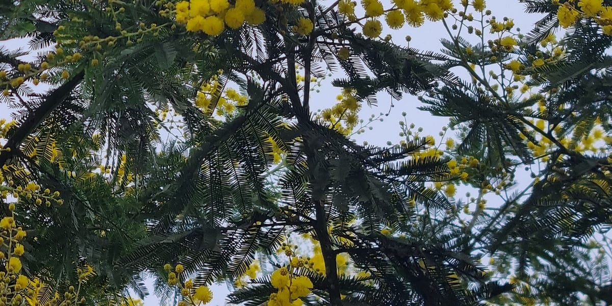 Cheryl Queen's 2026 Food & Farming Wish List: Beyond Carbon LCA