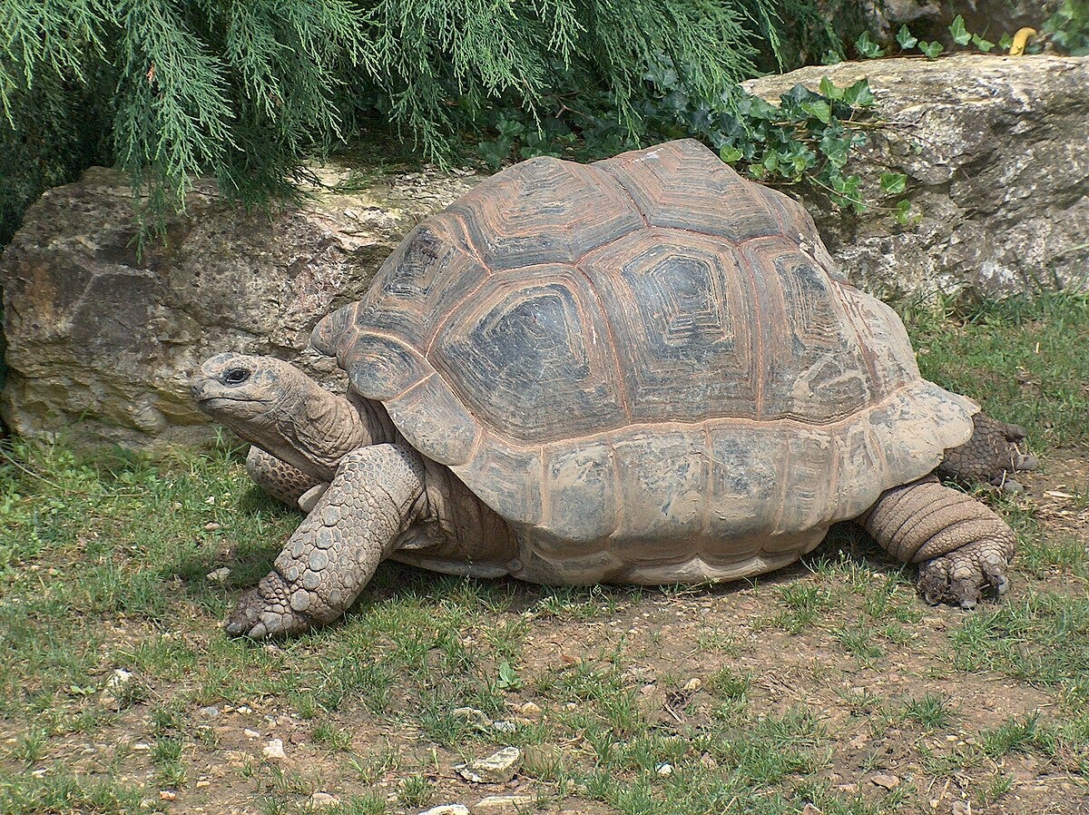 File:Giant Tortoise.JPG - Wikimedia Commons