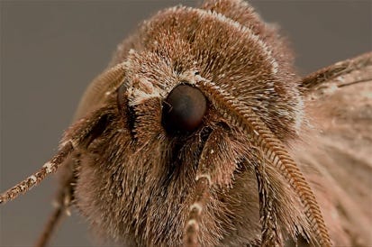 A close up of a hairy insect
AI-generated content may be incorrect. A close up of a hairy insect
AI-generated content may be incorrect.