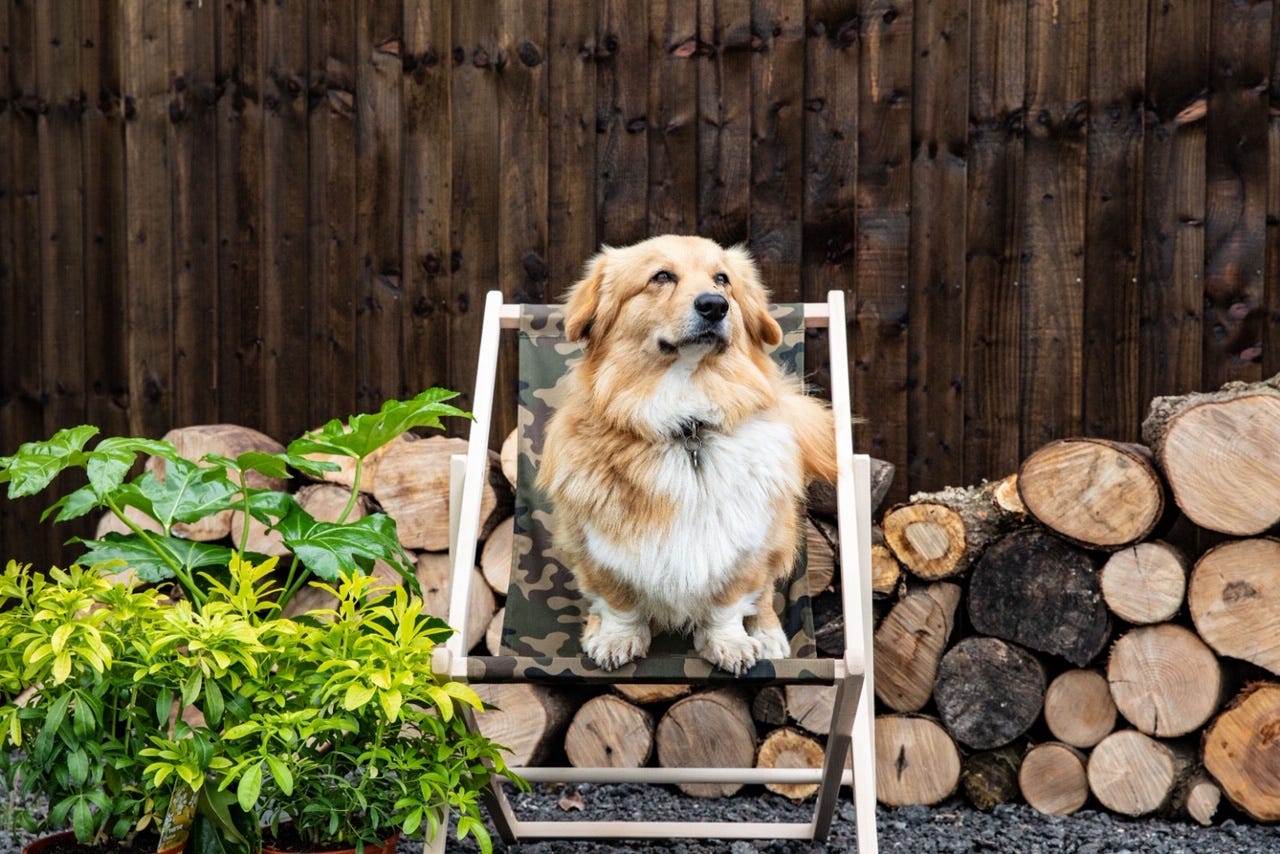 A dog sitting on top of a wooden fence
Description automatically generated A dog sitting on top of a wooden fence
Description automatically generated