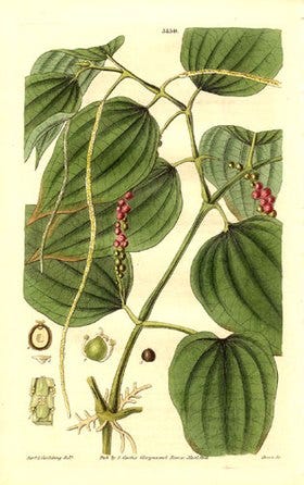 Botão floral e frutos do cravo da Índia (Syzygium aromaticum); Casca de Cinnamomum sp.; Ilustração de Piper nigrum.