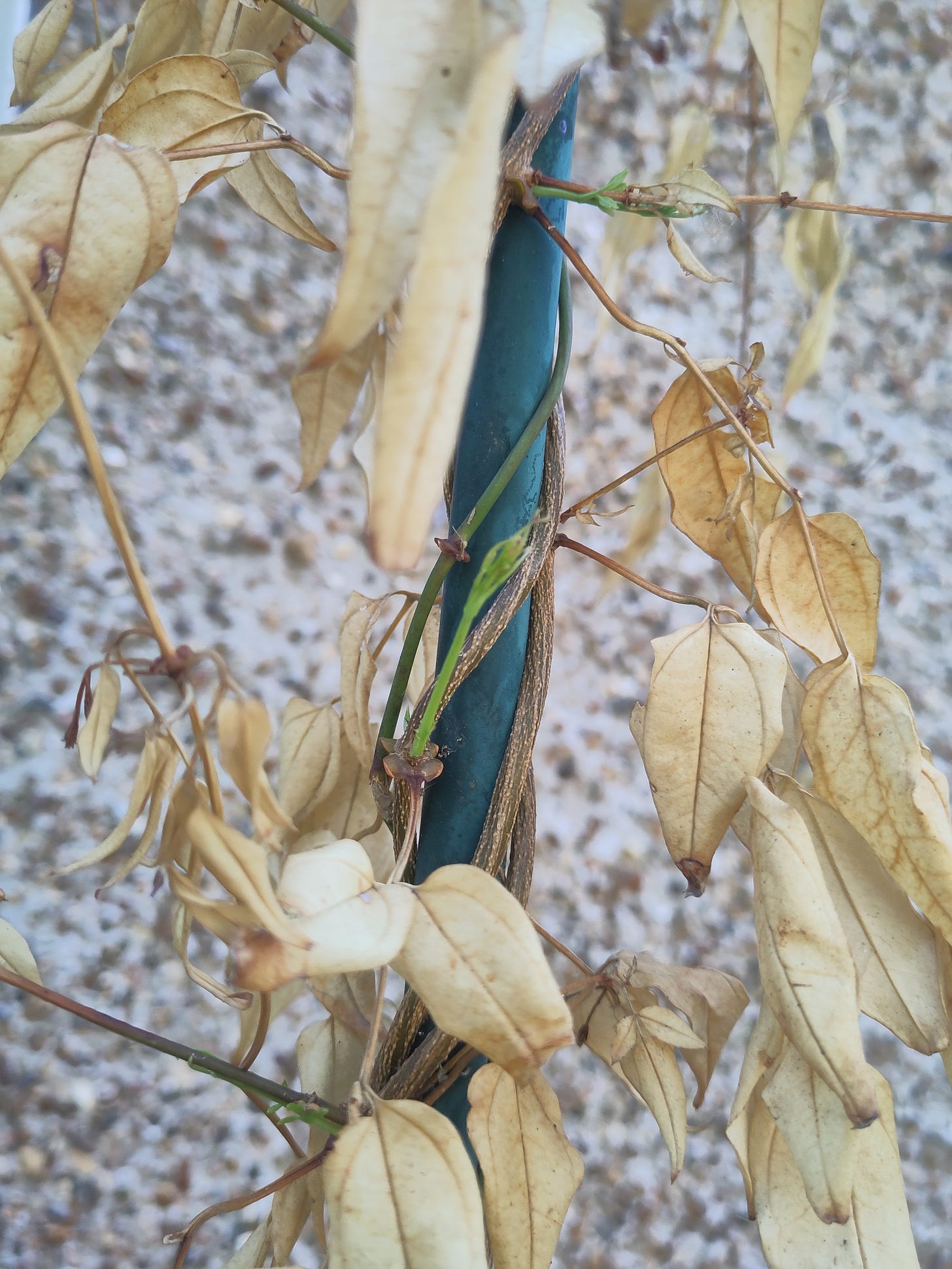 A tiny green shoot amongst lots of dead light brown jasmine leaves and stems.