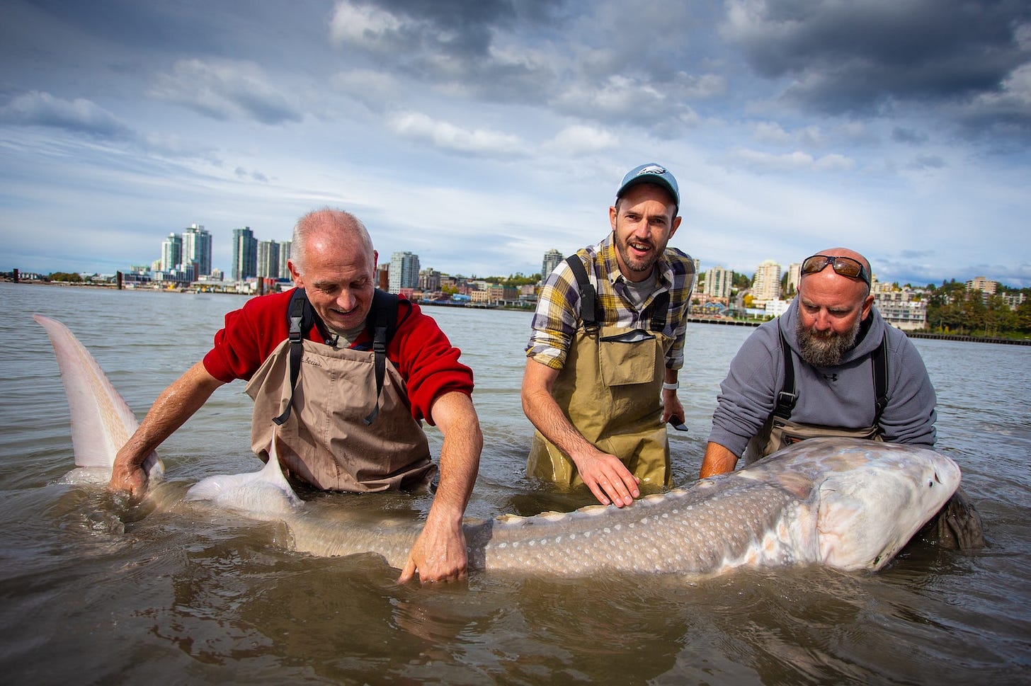 Three men waist deep in water struggle to hold a very large sturgeon. The Vancouver skyline is visible behind them. Three men waist deep in water struggle to hold a very large sturgeon. The Vancouver skyline is visible behind them.