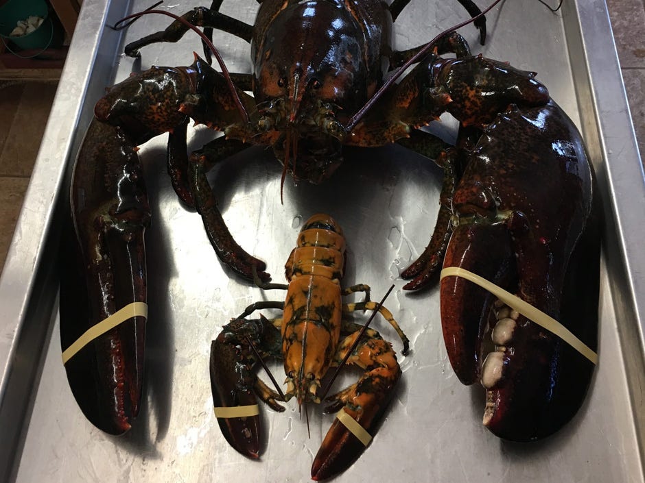 Lobsters get stronger with age. This massive lobster, named King Louie, is believed to be over 100 years old. King Louie was released back into the ocean in 2016. Lobsters get stronger with age. This massive lobster, named King Louie, is believed to be over 100 years old. King Louie was released back into the ocean in 2016.