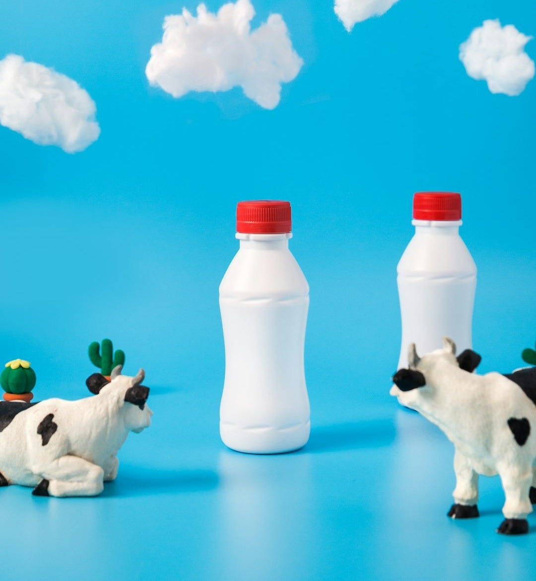 two black-and-white dairy cows looking on white bottles two black-and-white dairy cows looking on white bottles