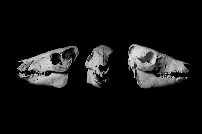 Black & White Photography Animal Skulls | Pig Skulls | Bones of Animals  |Death & Art Photography by Vedi Djokich | Saatchi Art