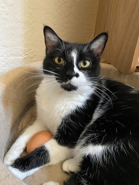 photos of beth spencers cats, sean, merv, and harmony