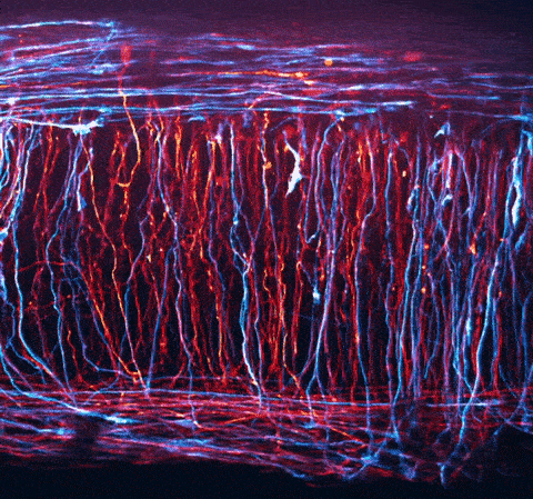 48-hour time-lapse of developing neurons connecting the opposite side of the central nervous system in a chick embryo, by Dr. Alexandre Dumoulin 48-hour time-lapse of developing neurons connecting the opposite side of the central nervous system in a chick embryo, by Dr. Alexandre Dumoulin