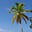 Where The Palmtrees Are's avatar