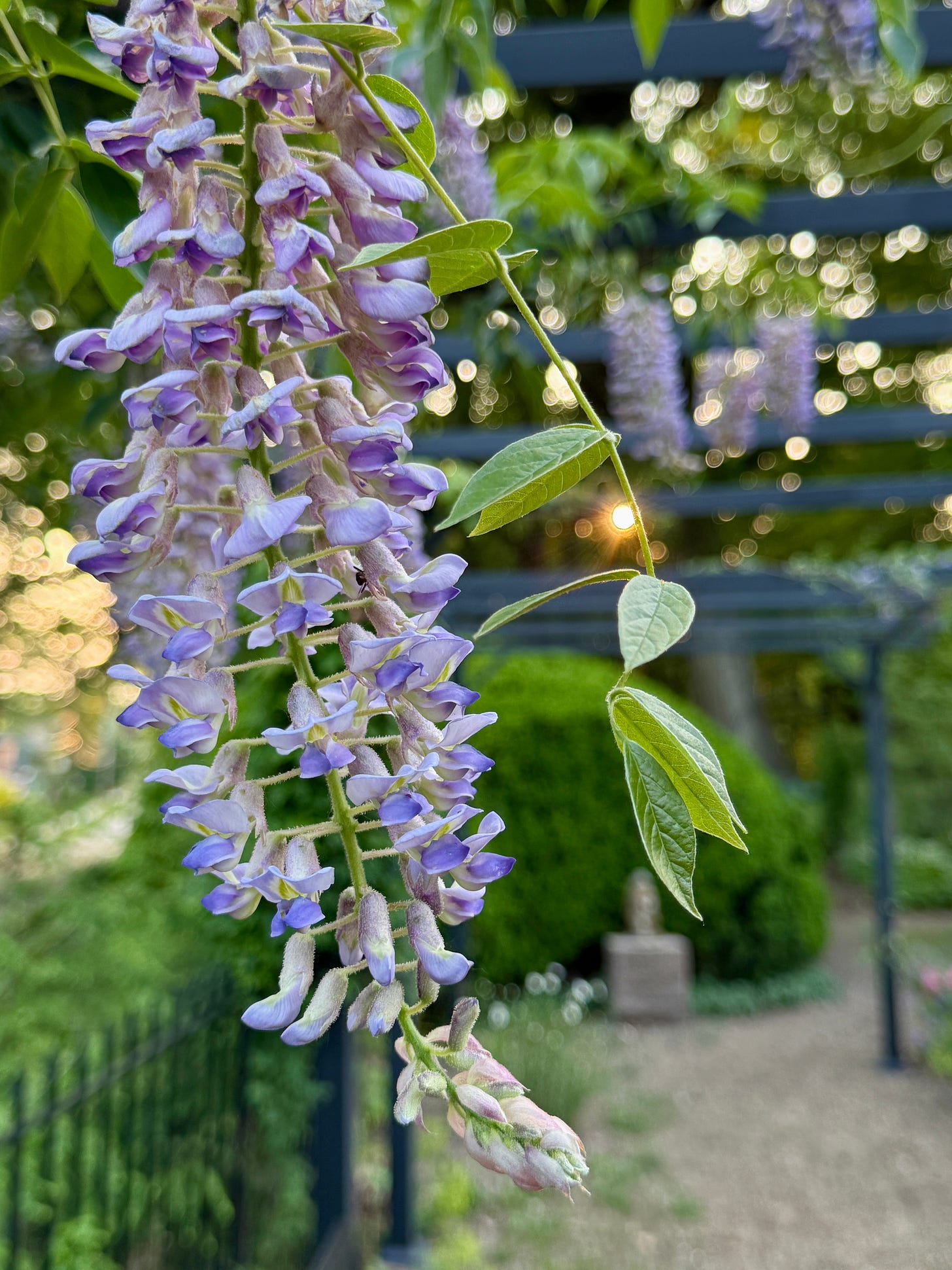  Wisteria ‘Blue Moon’ on the Pergola Walk