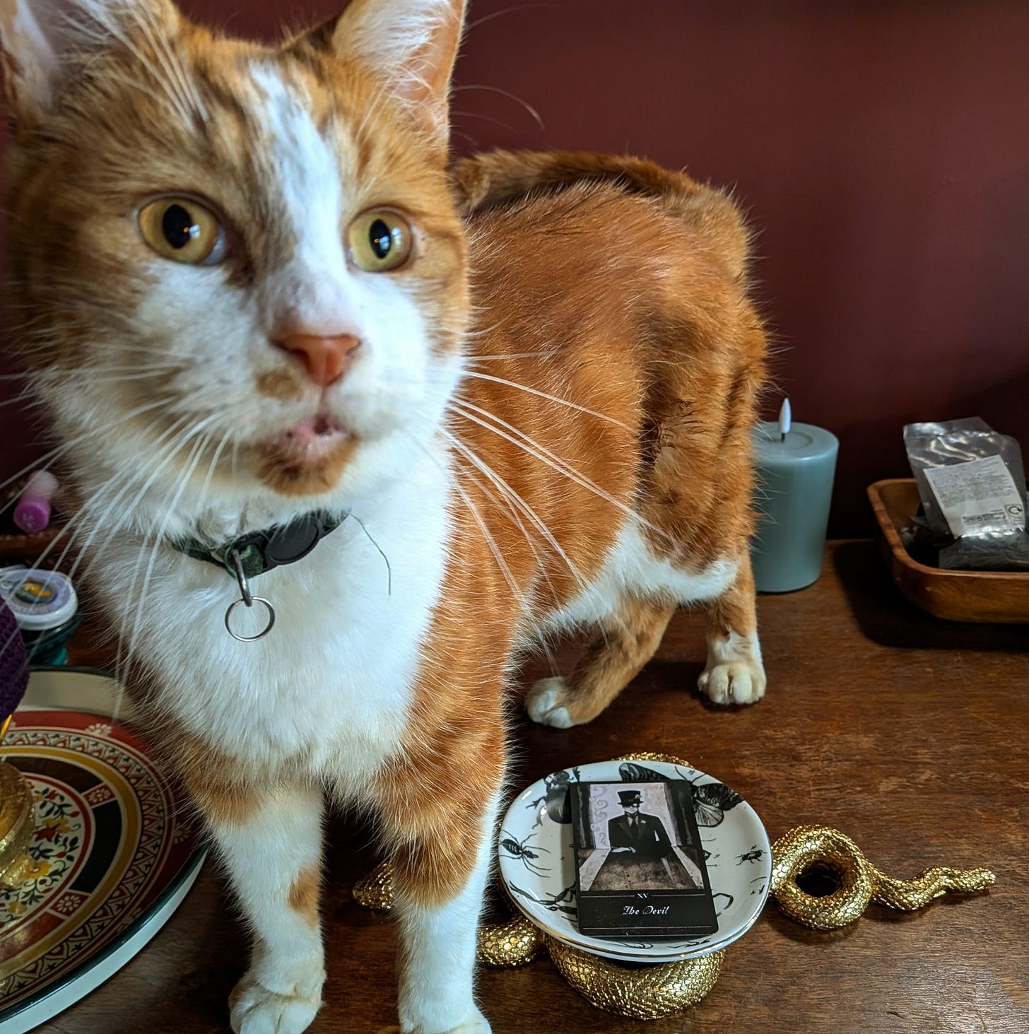 A ginger cat with a blank expression stands over a Devil tarot card that sits in a small dish