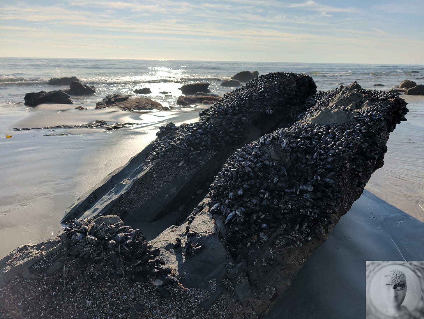 coastal rock formation with mollusk colonies clinging, sunlight glints diamonds on ocean, brilliant sun distant horizon