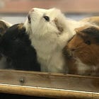 A guinea pig made me money plus summer PR ideas 