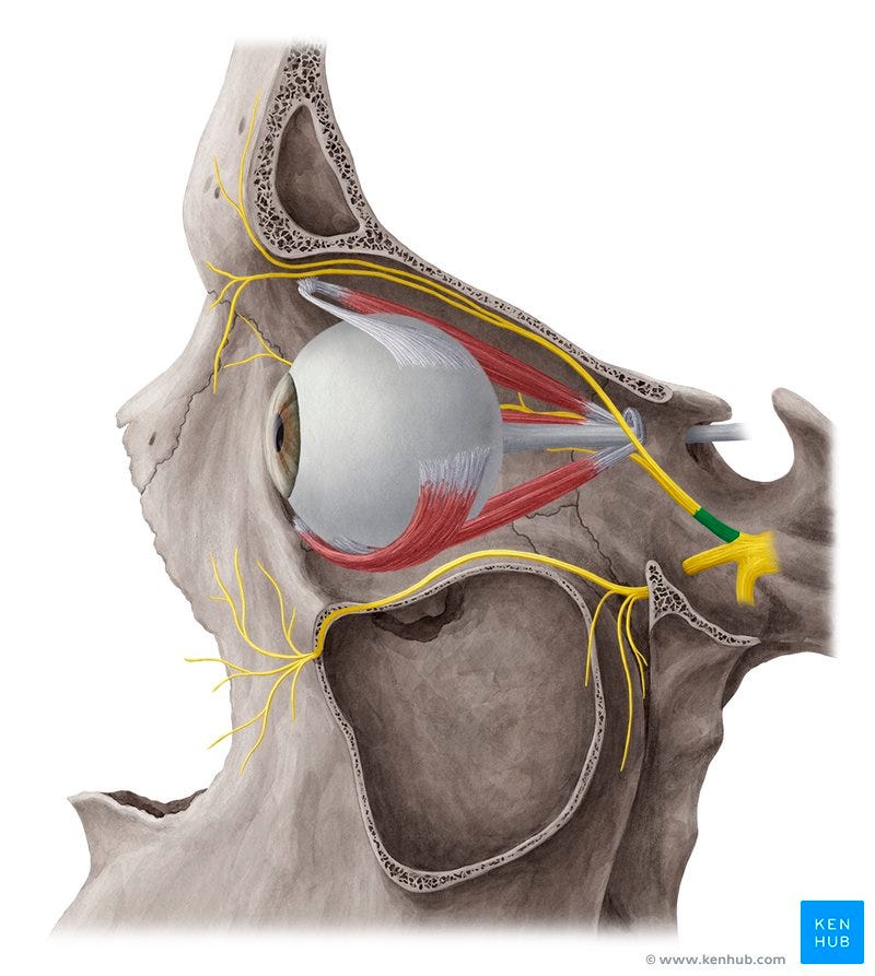 Nervio oftálmico (V1): Anatomía y función | Kenhub
