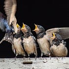 Support Network for Earliest-Stage Startups