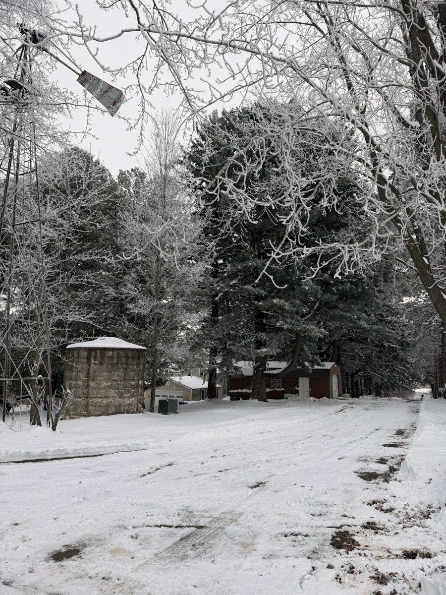 hoarfrost covered trees and snow covered driveway on a wooded homestead