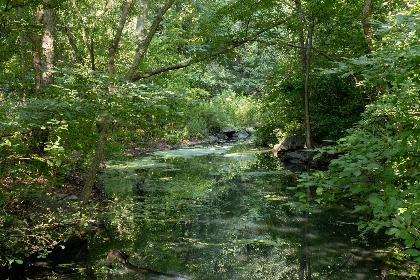a calm river with a lot of shrubby plants on either side, plus a few mature trees in the back. there is some algae on the surface and you can see the reflection of the plants in the shady water a calm river with a lot of shrubby plants on either side, plus a few mature trees in the back. there is some algae on the surface and you can see the reflection of the plants in the shady water