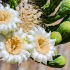 Where the Saguaros Bloom