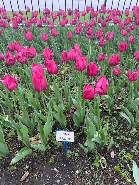 Tulips at Pella's Tulip Time