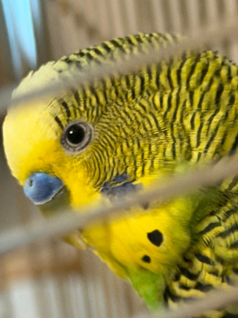 Close-up of a green and yellow budgie with a blue nose Close-up of a green and yellow budgie with a blue nose